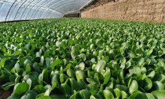 油菜日光溫室冬季栽培技術要點是什么？