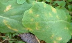 怎樣防治油菜霜霉病，有哪些癥狀表現？