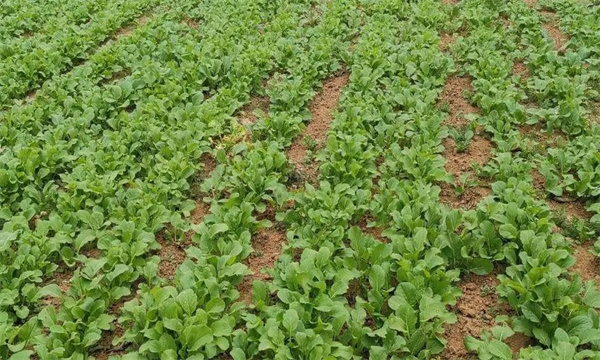 油菜密播育苗、分批移栽好不好