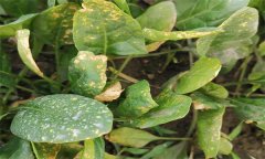 菠菜霜霉病的癥狀表現、傳播途徑和防治方法