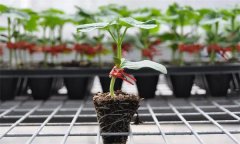 苦瓜嫁接有什么好處 苦瓜嫁接后如何管理？