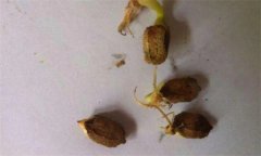 苦瓜發芽慢怎么辦?