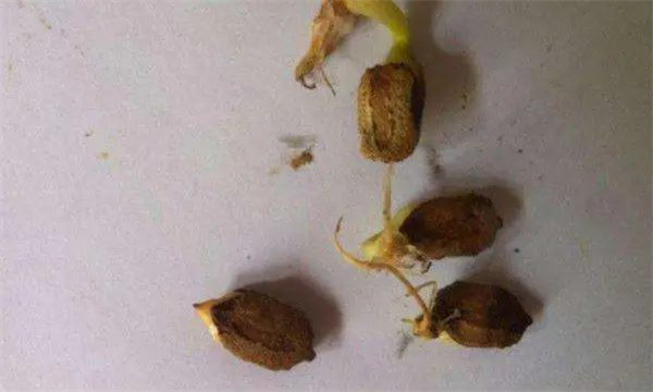 苦瓜發芽慢