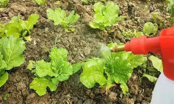 采用葉面噴肥促進大白菜增產