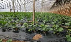 塑料大棚黃瓜的覆蓋方式有哪幾種?各有什么優點