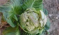 甘藍裂球是怎么回事？是什么原因引起的？