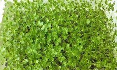 芥藍芽苗菜如何進行畦地生產？