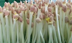 花生芽苗菜生產培育技術要點有哪些？