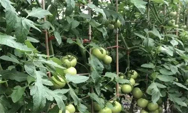 番茄膨果期合理疏枝、打葉