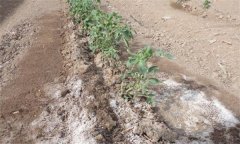 為什么番茄只長根、不開果？