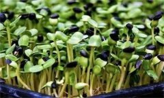 龍葵嫩芽可以吃嗎？龍葵芽苗菜如何生產？