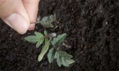 茄子僵果、裂口、落花落果的原因及解決辦法
