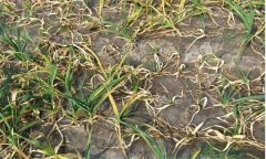 大蒜癱苗和開花蒜、棉花蒜現象是怎樣產生的？