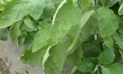茄子缺氮、磷、鉀癥的癥狀是什么，如何矯正?
