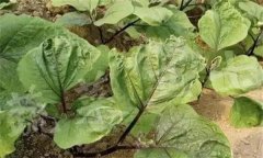 茄子缺素癥狀診斷及防治、矯正方法