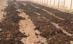 番茄怎樣施肥才能高產？