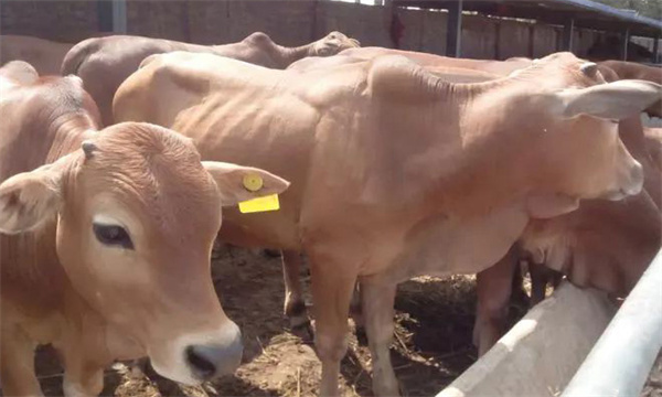 肉牛個體主要經濟性狀的測定方法