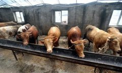 肉牛育肥對水質的要求 怎樣提高肉牛的采食量？