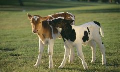 如何選擇理想的肉牛 犢牛如何飼養管理？