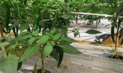 大棚辣椒施用控釋肥的優點 施用控釋肥注意事項