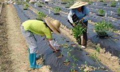 辣椒施用沖施肥有什么優點 需要注意哪些問題？