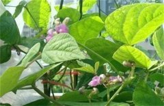 蕓豆不結莢的原因是什么 如何提高蕓豆結莢率？