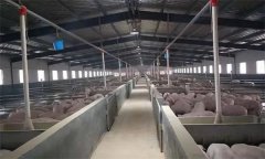 豬場如何應用“全進全出”飼養技術？