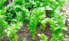 如何秋延遲生產香芹？