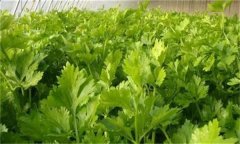 如何春早熟栽培香芹？