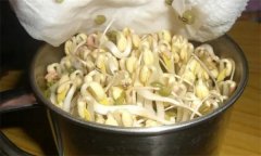 生產綠豆芽苗菜如何進行沖淋水？