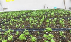 怎樣種好春芹菜？溫室春芹菜栽培要點有哪些？