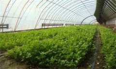 芹菜高產如何施肥？