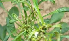 如何防治辣椒三落：落葉、落花、落果