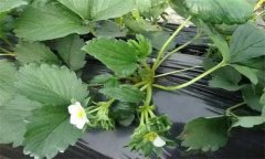 草莓花芽是如何從營養生長轉化為生殖生長的