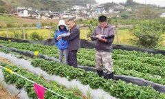從外地引種草莓應注意哪問題？