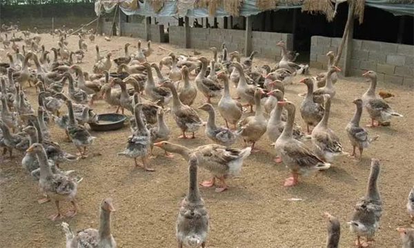 冬季肉鴨養殖應注意什么