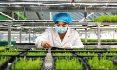 生產芽苗菜要把握好哪些環節、注意哪些問題？