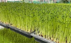 木本芽苗菜天綠香如何生產？