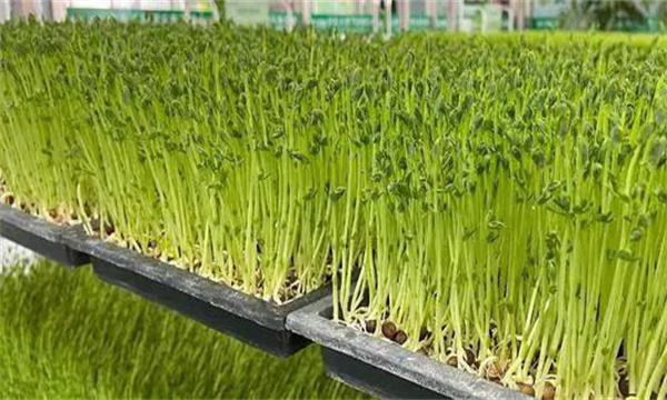 木本芽苗菜天綠香如何生產