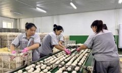 孵化用的種蛋為何要進行預溫？