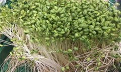 如何生產綠色大豆芽菜？