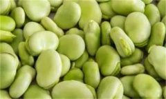 如何穴盤栽培生產蠶豆芽(苗)？