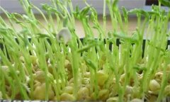 松柳芽苗菜如何進行苗盤栽培生產？