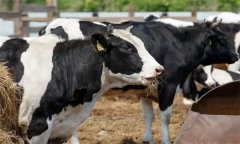 如何飼喂泌乳中期奶牛？