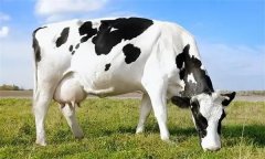 為什么要重視奶牛泌乳高峰？