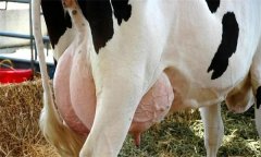 如何飼養泌乳初期奶牛？
