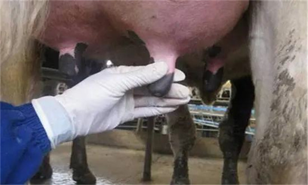 如何飼養泌乳初期奶牛