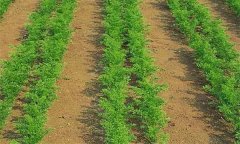 種植胡蘿卜何時間苗和定苗、如何中耕除草