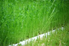 豌豆芽苗菜如何防止爛種畸形？