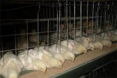 肉雞30日齡后“過料”是怎么回事？怎樣防治？